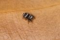 Euryattus_bleekeri_D7886_Z_88_North Stradbroke island_Australie